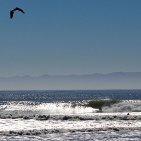 California Brown Pelican Over Campus Point. Credit: Katharine McLean