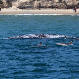 A Grey Whale Migrates North Along with Common Dolphins. Credit: Dennis Clegg