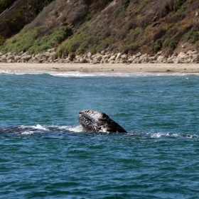 Grey Whale Migration off the Santa Barbara Coast. Credit: Dennis Clegg