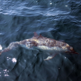 Common Dolphin. Credit: Dennis Clegg