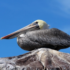 California Brown Pelican at the Santa Barbara Harbor. Credit: Dennis Clegg