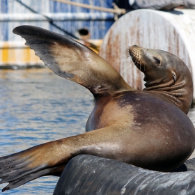 California Sea Lion at the Santa Barbara Harbor. Credit: Dennis Clegg