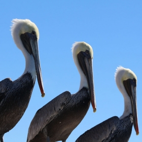 A Pod of California Brown Pelicans. Credit: Dennis Clegg