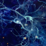 Neuron