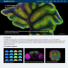 UCSB Launches New Neuroscience Website Portal
